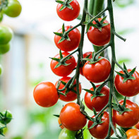 Photo de tomates cerises 3