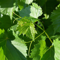 Photo de feuilles de vigne 2