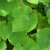 Photo de feuilles de vigne