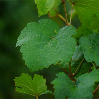 Photo de feuilles de vigne 5