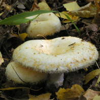 Photo de champignons 4