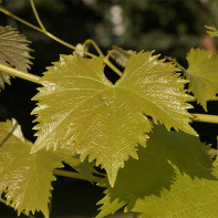 Photo de feuilles de vigne 4