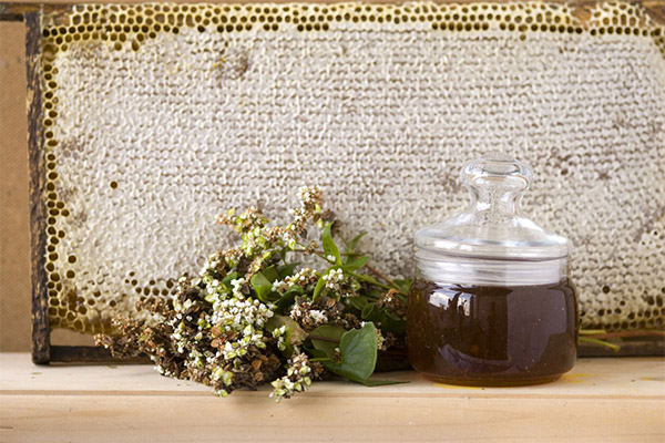 Užitečné vlastnosti pohankového medu