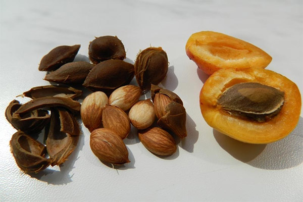 Les noyaux d'abricot en médecine