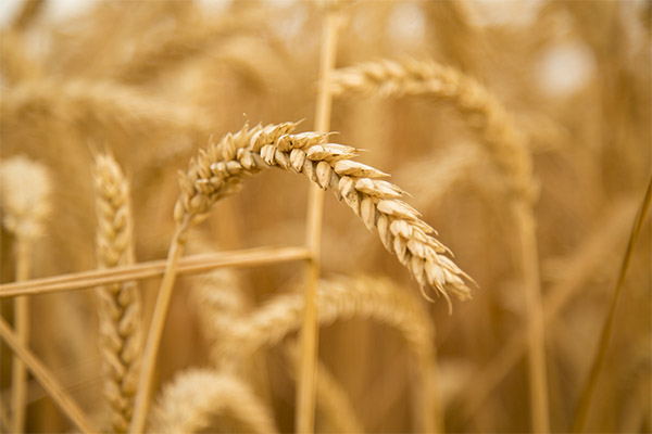 Faits intéressants sur le blé