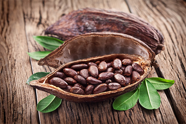 Les avantages et les inconvénients des fèves de cacao