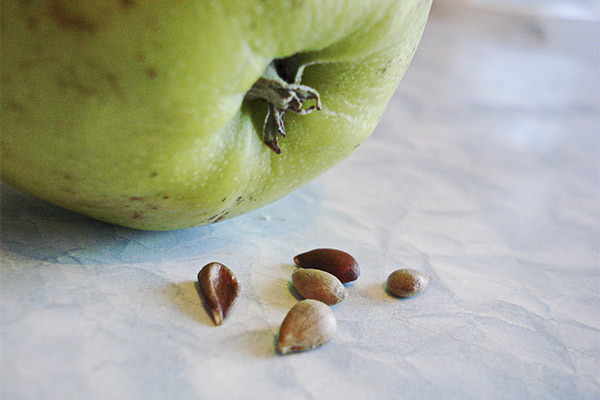 Les avantages et les inconvénients des graines de pomme