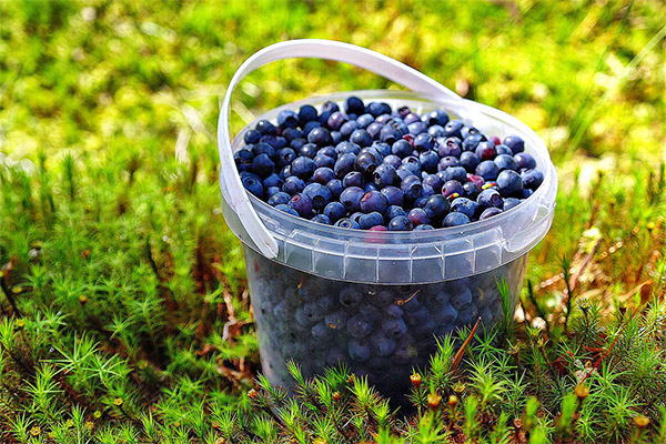Insamling och lagring av blåbär