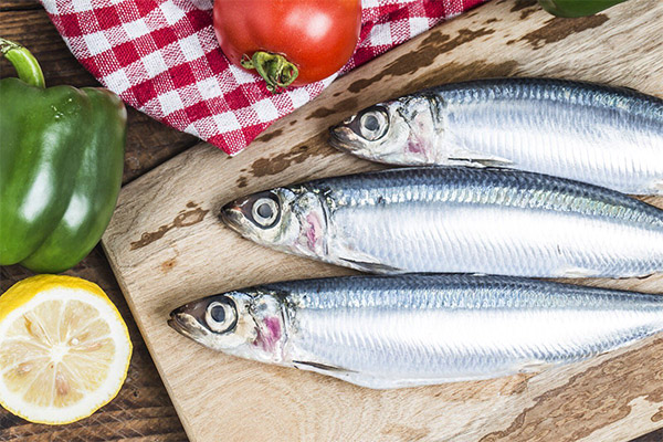 Vad kan kokas från sardiner
