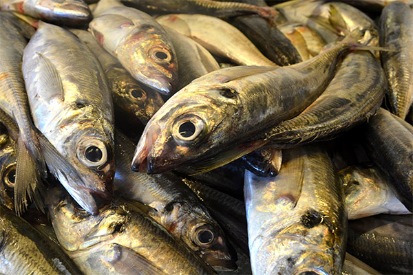 Intressanta fakta om sardin