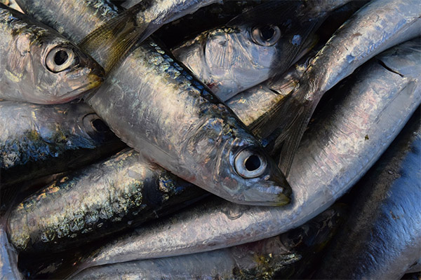 Jak si vybrat a uložit sardinky