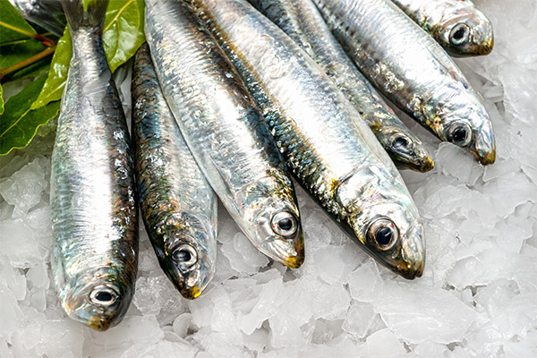 Användbara egenskaper hos sardiner