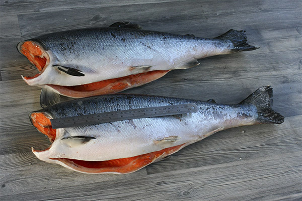 Comment choisir et conserver le saumon coho