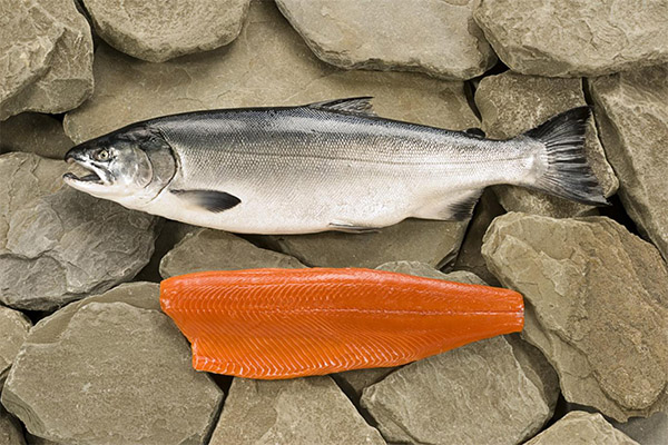Les avantages et les inconvénients du saumon coho