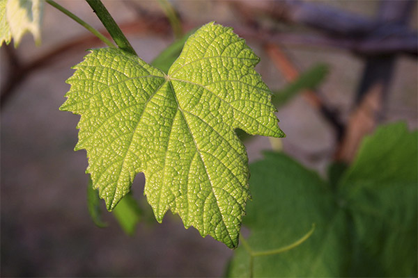 L'utilisation des feuilles de vigne en cosmétologie