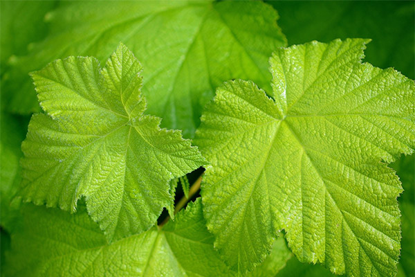 L'utilisation des feuilles de vigne en médecine populaire